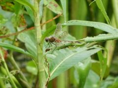 Brachymesia herbida radrat 54478249 by Dario. Used under a CC0 license.