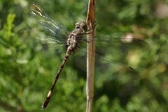 Pale-faced Clubskimmer Brechmorhoga mendax female 2008-11-06 by Gaberlunzi (Richard Murphy). Used under a CC BY-SA 3.0 license.