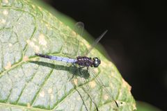 Cannaphila insularis 106792658 by Juanito Escamilla. Used under a CC BY 4.0 license.