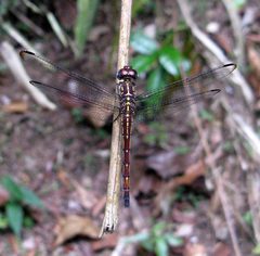 Cannaphila insularis 612943 by Paul Bedell. Used under a CC BY-SA 4.0 license.