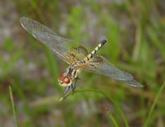 Celithemis amanda by Eric Haley. Used under a CC BY 2.0 license.