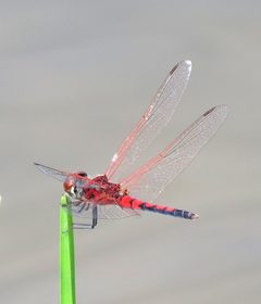 Celithemis bertha 1003776 by pbedell. Used under a CC BY-SA 4.0 license.