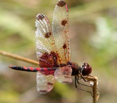 Celithemis elisa by Dragonfly_ran-1015_Celithemis_elisa.jpg: R. A. Nonenmacher
derivative work: Berichard (talk). Used under a CC BY 2.5 license.