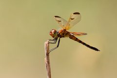 Celithemis elisa 305132883 by Brent Cox. Used under a CC BY 4.0 license.