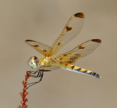 Celithemis elisa 311651452 by Brady Reed. Used under a CC0 license.