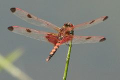Celithemis elisa 313540345 by Claire Herzog. Used under a CC BY 4.0 license.