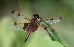 Celithemis elisa 313663787 by Jimmy Dee. Used under a CC BY-SA 4.0 license.