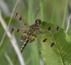 Celithemis elisa P1050478a by 
xpda. Used under a CC BY-SA 4.0 license.