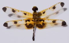 Celithemis elisa female 2 by Fredlyfish4. Used under a CC BY-SA 4.0 license.