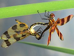 Celithemis eponina-mating by Peterwchen. Used under a CC BY-SA 4.0 license.