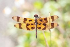 Celithemis eponina 109173176 by Richard Stovall. Used under a CC BY 4.0 license.