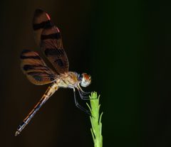 Celithemis eponina 314409972 by Brady Reed. Used under a CC0 license.