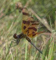 Celithemis eponina P1100175b by 
xpda. Used under a CC BY-SA 4.0 license.