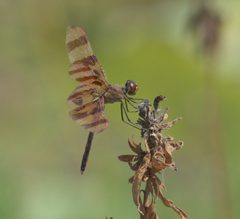 Celithemis eponina P1260658b by 
xpda. Used under a CC BY-SA 4.0 license.