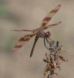 Celithemis eponina P1260662b by 
xpda. Used under a CC BY-SA 4.0 license.