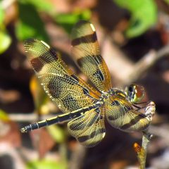 Banded Pennant by D. Gordon E. Robertson. Used under a CC BY-SA 3.0 license.