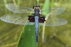Celithemis martha 1028150 by Ken-ichi Ueda. Used under a CC BY 4.0 license.