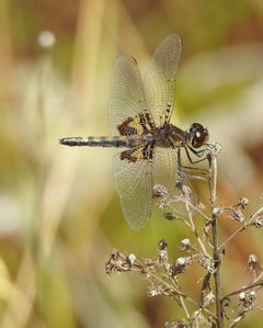 Celithemis martha gaudettelaura 20270380 by Laura Gaudette. Used under a CC BY 4.0 license.