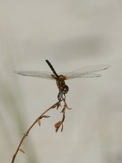 Celithemis ornata by 
Hans Hillewaert. Used under a CC BY-SA 4.0 license.