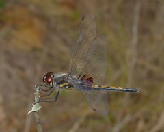 Celithemis ornata1 by Eric Haley. Used under a CC BY 2.0 license.