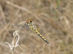 Celithemis ornata pondhawk by pondhawk. Used under a CC BY 2.0 license.