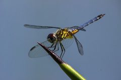 Dragonfly Florida by Patrick Murtha. Used under a CC BY-SA 4.0 license.