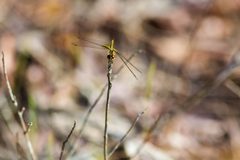 Ornate pennant - 47479781442 by cricketsblog. Used under a CC BY 2.0 license.