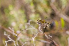 Ornate pennant - 47479781622 by cricketsblog. Used under a CC BY 2.0 license.