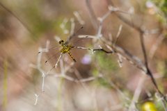 Ornate pennant - 47479781802 by cricketsblog. Used under a CC BY 2.0 license.