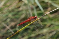 Crocothemis servilia 00020 by Vengolis. Used under a CC BY-SA 4.0 license.