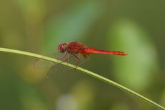Crocothemis servilia 00334 by Vengolis. Used under a CC BY-SA 4.0 license.