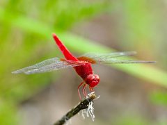 Crocothemis servilia mariannae 236007042 by りなべる / re_nebel. Used under a CC BY 4.0 license.