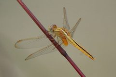 Crocothemis servilia photo by Shino jacob koottanad. Used under a CC BY-SA 4.0 license.