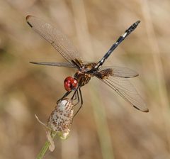 Dythemis fugax 202841186 by Brady Reed. Used under a CC BY 4.0 license.