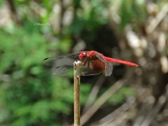 Dythemis maya 83354748 by Ma. Eugenia Mendiola González. Used under a CC BY-SA 4.0 license.
