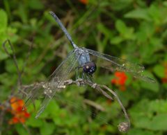 Dythemis nigrescens by Eric Haley. Used under a CC BY 2.0 license.