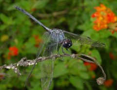 Dythemis nigrescens1 by Eric Haley. Used under a CC BY 2.0 license.