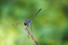 Dythemis nigrescens 108422471 by Melissa McMasters. Used under a CC BY 4.0 license.