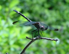 Dythemis velox by pondhawk. Used under a CC BY 2.0 license.