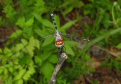 Dythemis velox 2 by pondhawk. Used under a CC BY 2.0 license.