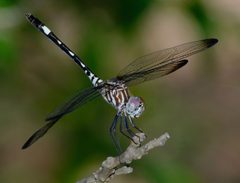 Dythemis velox 298827010 by Brady Reed. Used under a CC0 license.