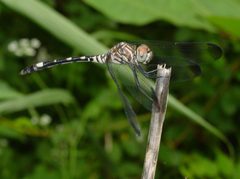 Dythemis velox 3 by pondhawk. Used under a CC BY 2.0 license.