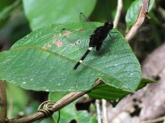 Black Pondhawk - Flickr - treegrow by Katja Schulz from Washington, D. C., USA. Used under a CC BY 2.0 license.