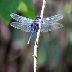 Black Pondhawk Female - Flickr - treegrow by Katja Schulz from Washington, D. C., USA. Used under a CC BY 2.0 license.