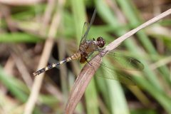 Erythemis attala by Evaldo Resende. Used under a CC BY-SA 4.0 license.