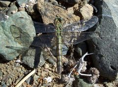 Erythemis collocata-Female-1 by Eugene Zelenko. Used under a CC BY-SA 4.0 license.