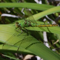 Erythemis collocata-Female-10 by Eugene Zelenko. Used under a CC BY-SA 4.0 license.