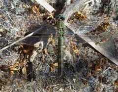 Erythemis collocata-Female-2 by Eugene Zelenko. Used under a CC BY-SA 4.0 license.