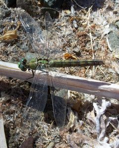 Erythemis collocata-Female-3 by Eugene Zelenko. Used under a CC BY-SA 4.0 license.