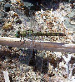 Erythemis collocata-Female-5 by Eugene Zelenko. Used under a CC BY-SA 4.0 license.